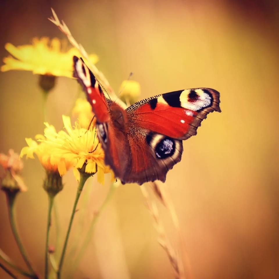 Från CirkusExpo 2024.