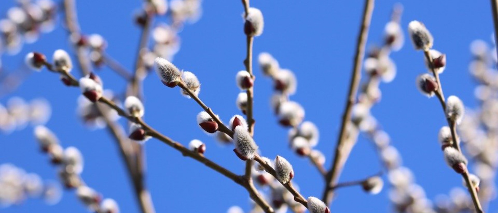 Från CirkusExpo 2024.